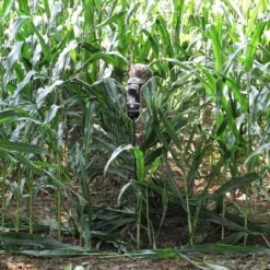 GhostBlind Predator Blind, Pop-Up Mirror Ground Hunting Blind -Camping Equipment Series GUEST 2e8e7d03 260e 44b3 bc39 dddf5adbff43