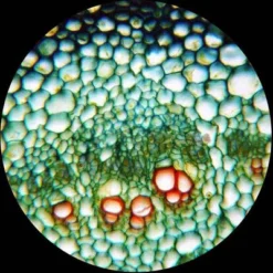 Portable 40X-1000X Monocular Student Microscope With Prepared Slides And Microscope Book - AmScope -Camping Equipment Series GUEST 7d8c3e3e 7f9d 4be5 b49f 99fce121ca46