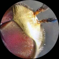 Kids' Portable Battery Powered Stereo Microscope With Dual LED Lights - AmScope -Camping Equipment Series GUEST ac5cac94 cd14 4953 b5d4 6e52d75ebb9a